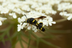 Leucospis intermedia