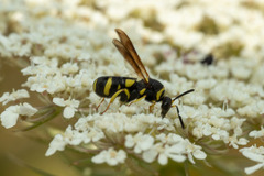 Leucospis intermedia