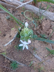 Lapeirousia pyramidalis pyramidalis