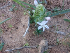 Lapeirousia pyramidalis pyramidalis