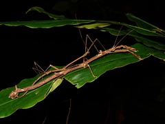 Phenacephorus sepilokensis