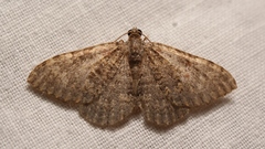 Cataclysme uniformata