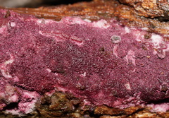 Ceriporia purpurea