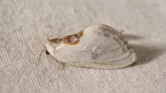 Cilix hispanica