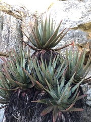 Aloe succotrina