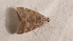 Evergestis sophialis