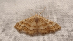 Idaea circuitaria