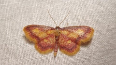 Idaea muricata