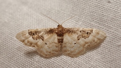 Idaea mustelata