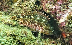 Sebastiscus marmoratus