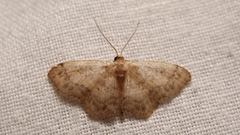 Idaea subsaturata