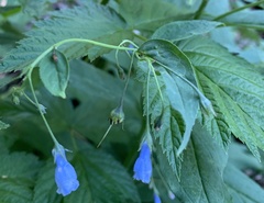 Mertensia paniculata