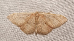 Idaea belemiata