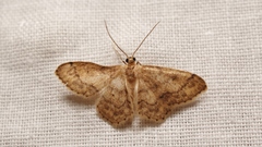 Idaea subsaturata