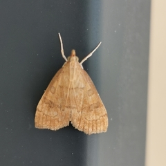 Udea fulvalis