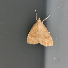 Udea fulvalis