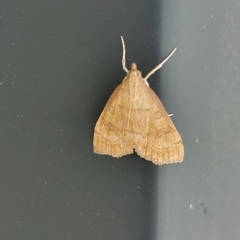 Udea fulvalis