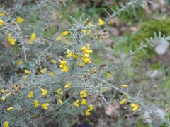 Ulex eriocladus