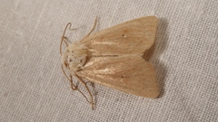 Mythimna sicula