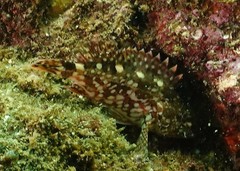 Sebastiscus marmoratus