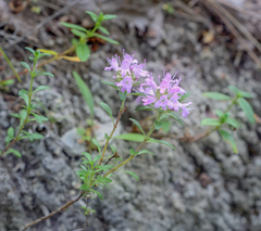 Thymus bashkiriensis