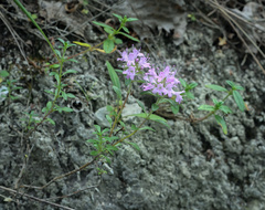 Thymus bashkiriensis