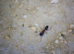 Camponotus barbaricus