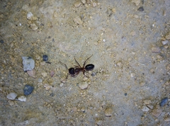 Camponotus barbaricus