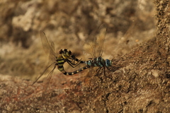 Anax immaculifrons