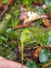 Pterostylis hildae