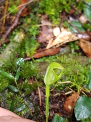 Pterostylis hildae