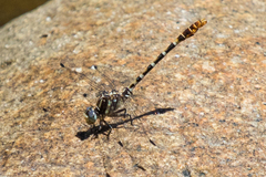 Erpetogomphus lampropeltis