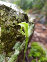 Pterostylis hildae
