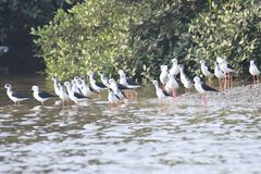 Himantopus himantopus