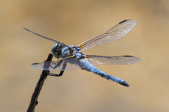 Libellula composita