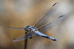 Libellula composita