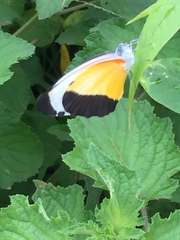Mylothris chloris chloris