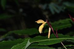 Cautleya spicata