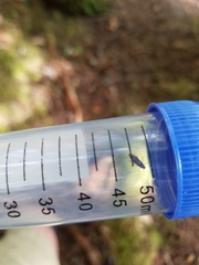 Prothalpia holmbergi