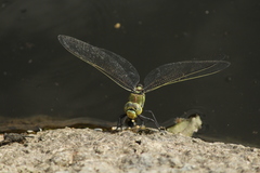 Anax immaculifrons