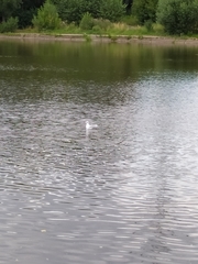 Chroicocephalus ridibundus