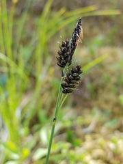 Carex stylosa