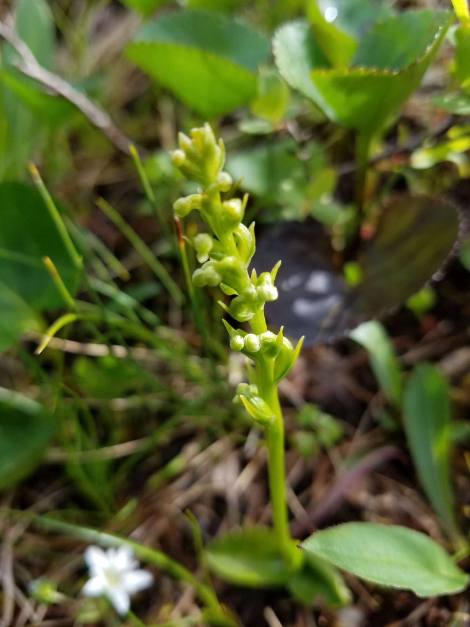 Platanthera chorisiana