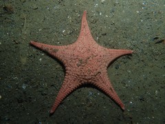 Stellaster inspinosus