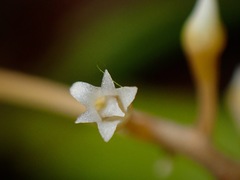 Eriinae