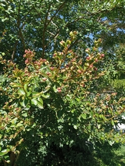 Lagerstroemia indica