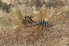 Anax immaculifrons