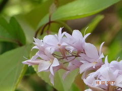 Dendrobium barbatulum