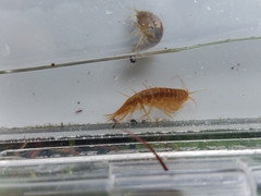 Gammarus lacustris