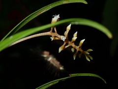 Eriinae
